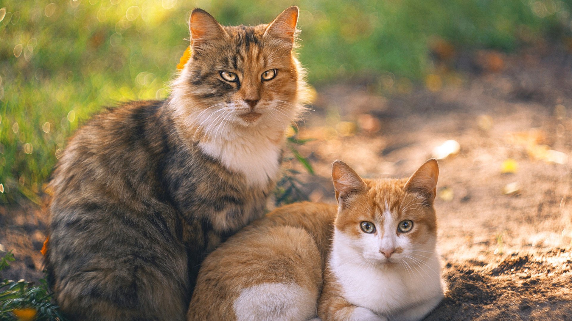 当76人带走湖人，约基奇如何在美加墨世界杯接管比赛